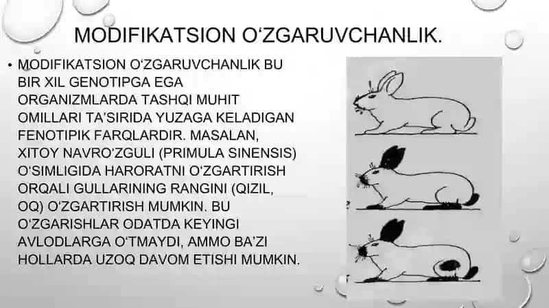 Modifikatsion oʻzgaruvchanlikni statistik usulda oʻrganishga oid masala mashq tuzish va yechish met 2