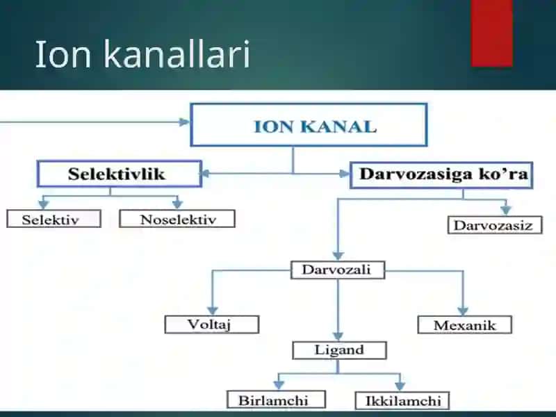 Harakat potensiali 2