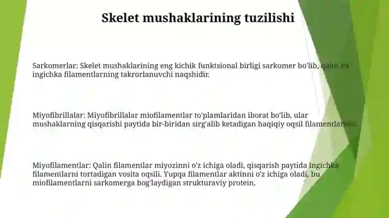 Muskul ToʻQimasining Tuzilishi 2