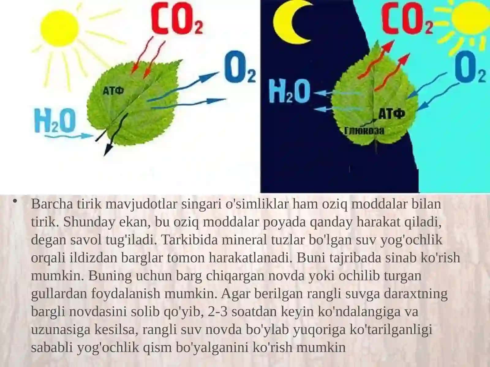 6-sinf Botanika Poyada oziq moddalarning harakatlanishi 2