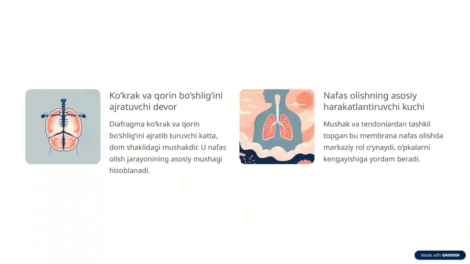 Diafragma Mushaklari Fiziologiyasi 2