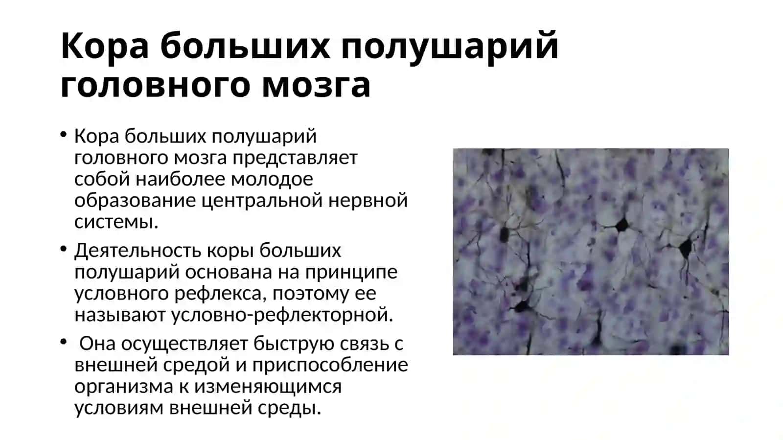 Корабольших полушарий головного мозга 2