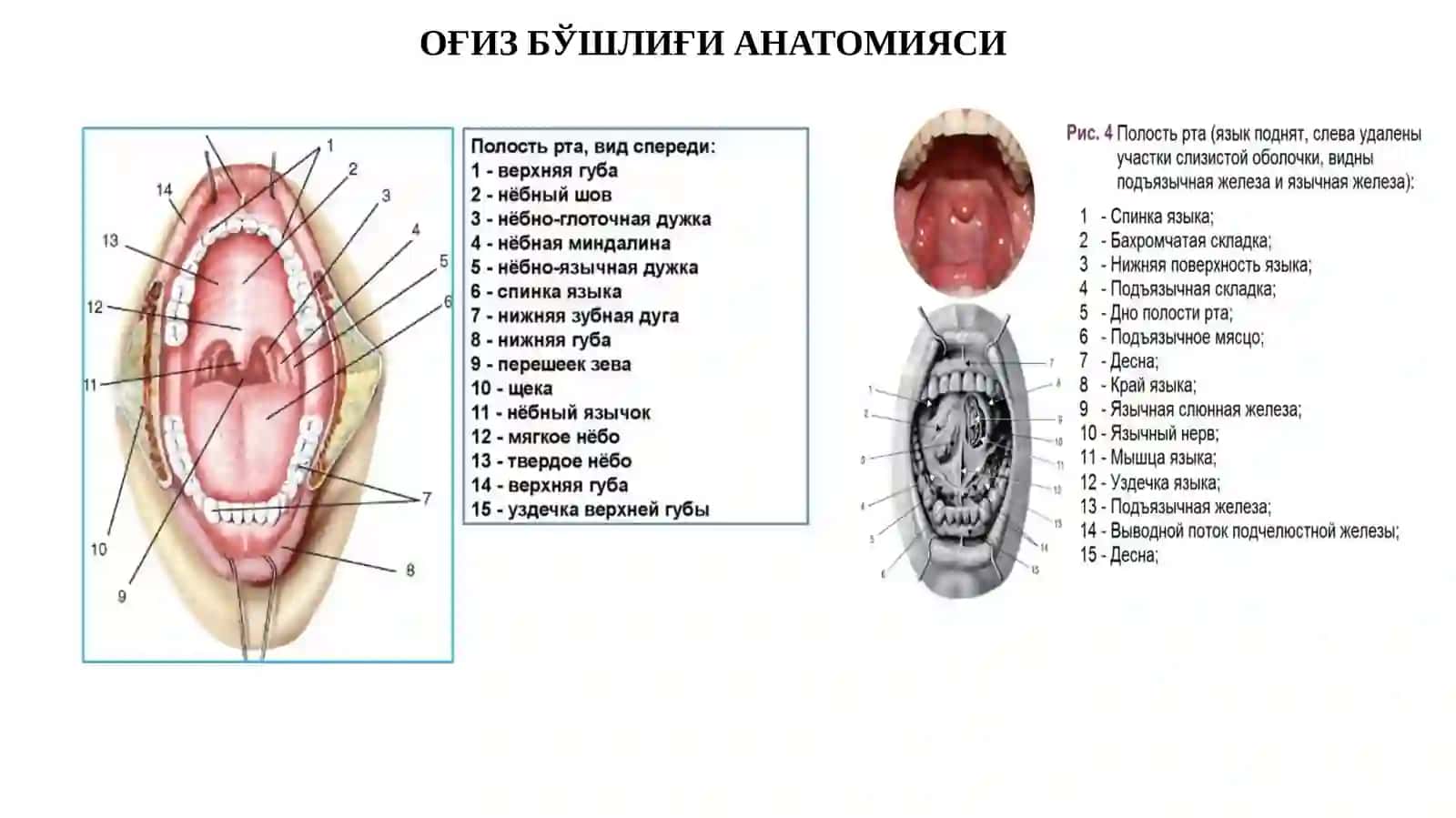 Оғиз бўшлиғи шиллиқ қавати ракининг этиологик омиллари 2
