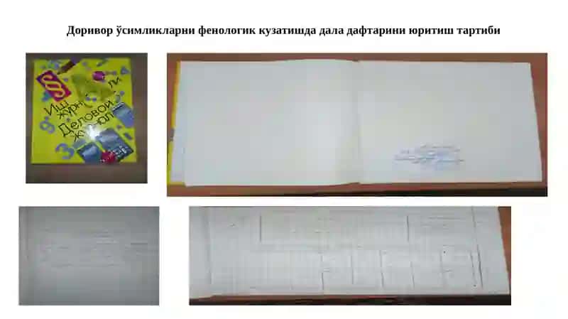 Доривор ўсимлик турлари бўйича фенологик кузатишларни олиббориш 2