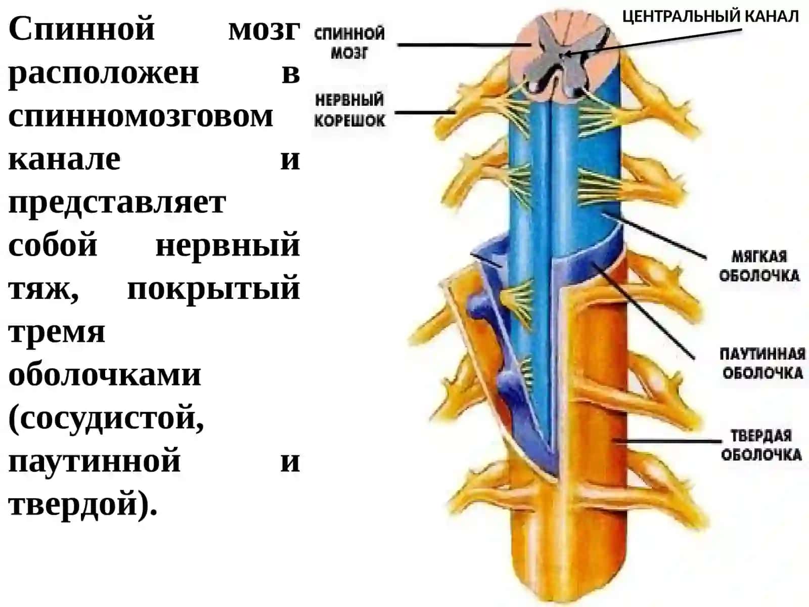 Физиология спинного мозга 2