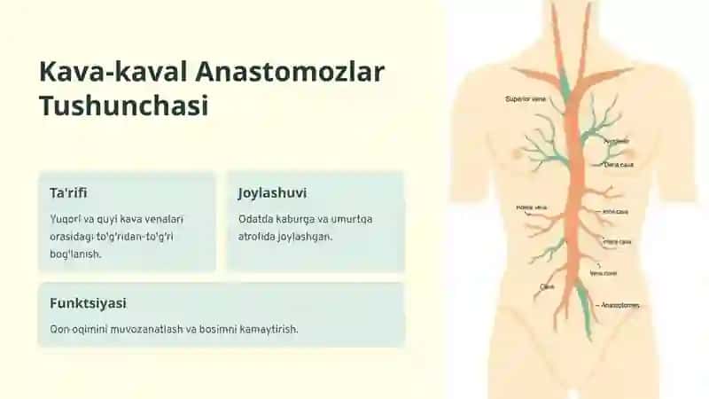 Kava-kaval va Porto-kaval Anastomozlar 2