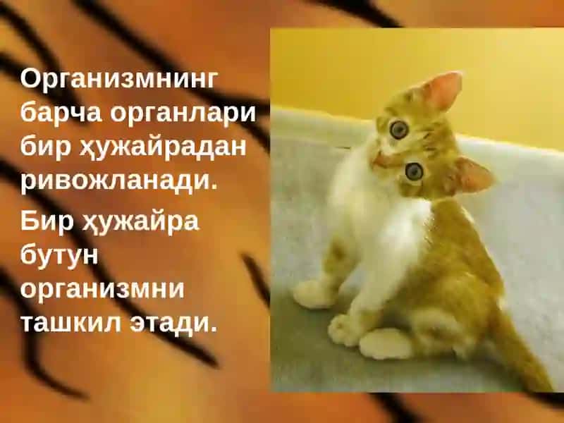 Митоз 2