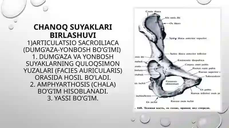 Chanoq kamari va erkin oyoq suyaklarining birlashuvi: hosil bo’lishi, tuzilishi, harakat o’qlari va sathlar. Bo’g’imlarning artrografiyasi, KT, YaMR, MRT larda umumiy ko’rinishi 2