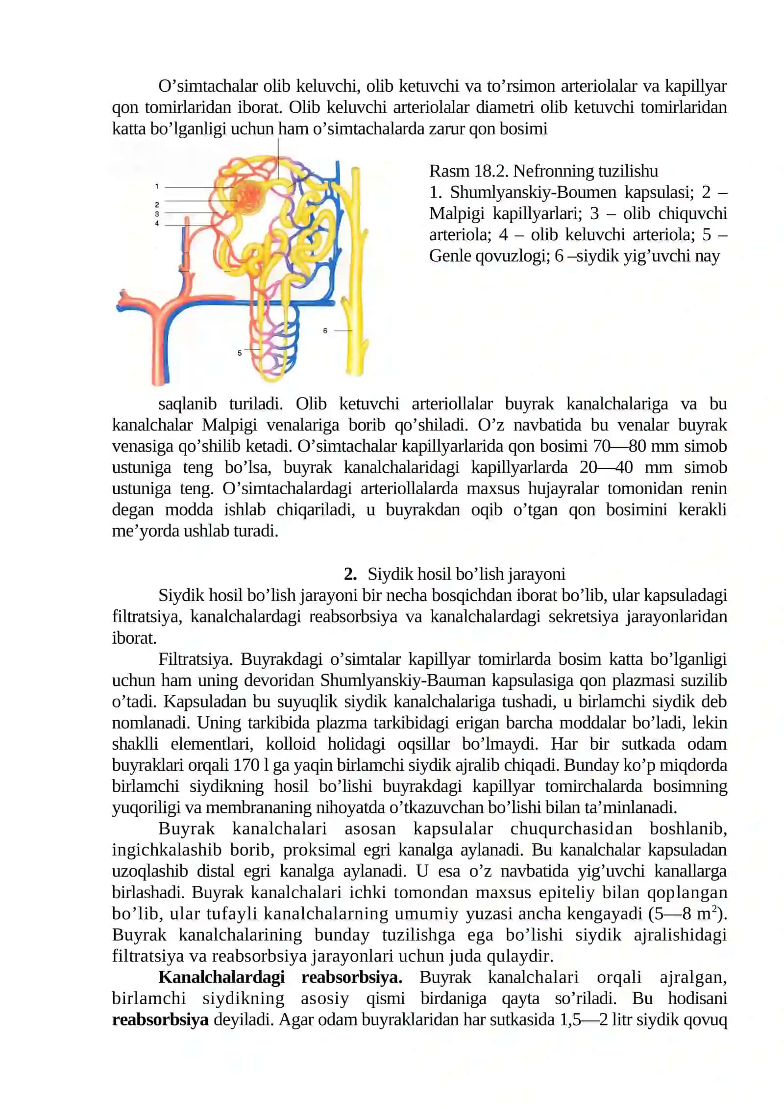 12-mavzu. Ayiruv tizimi va uning yoshga oid xususiyatlari 2