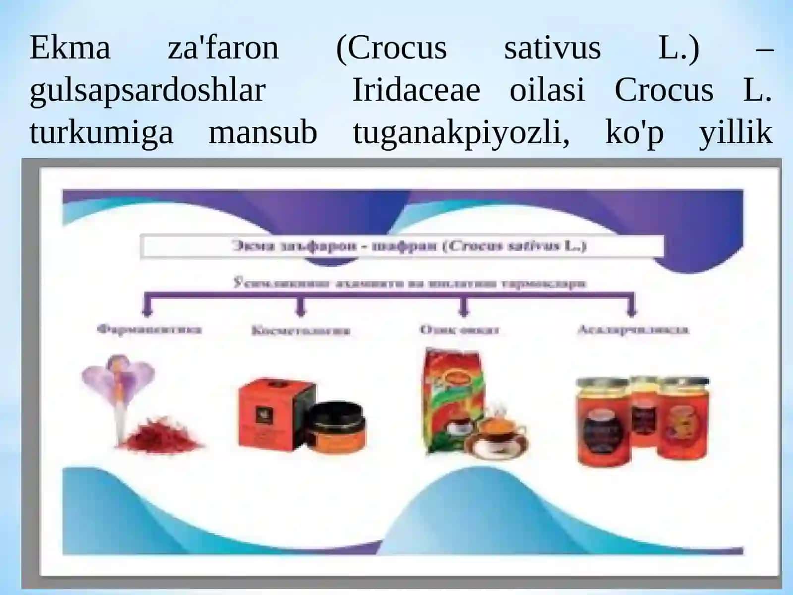 Ekma za'faron o‘simligi bioekologiyasi 2