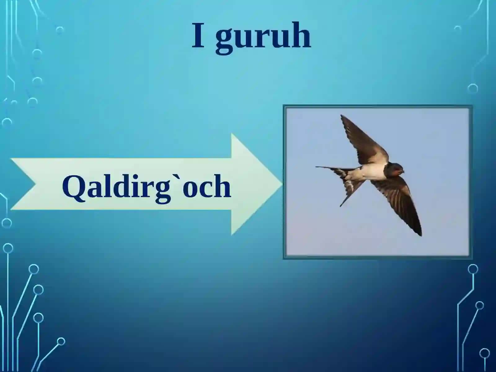Qushlarning ko’payishi, rivojlanishi va kelib chiqishi 2