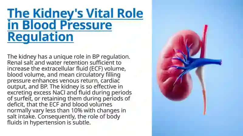 THE ROLE OF THE KIDNEY IN REGULATING BLOOD PRESSURE 2