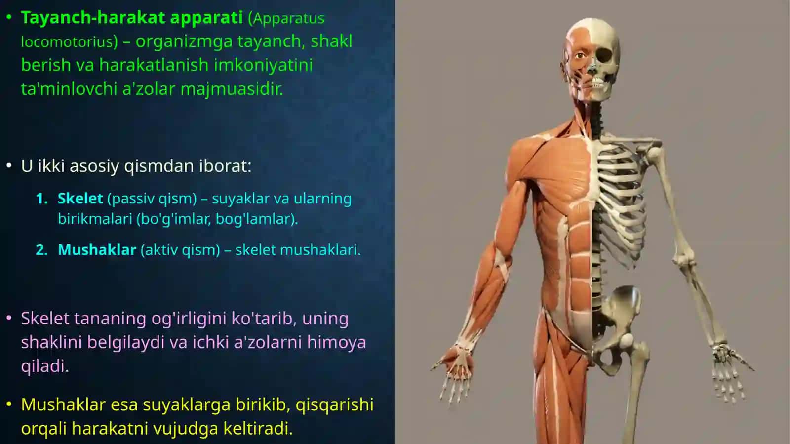 Tayanch-harakat apparati 2