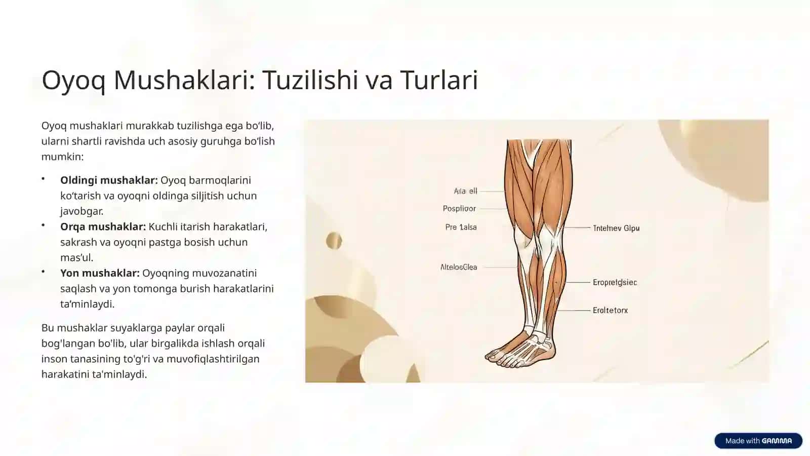 Oyoq Mushaklarining Vazifalari 2