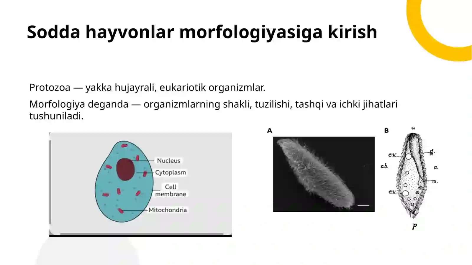 Sodda hayvonlar morfologiyasi va ularni o’rganish usullaari 2