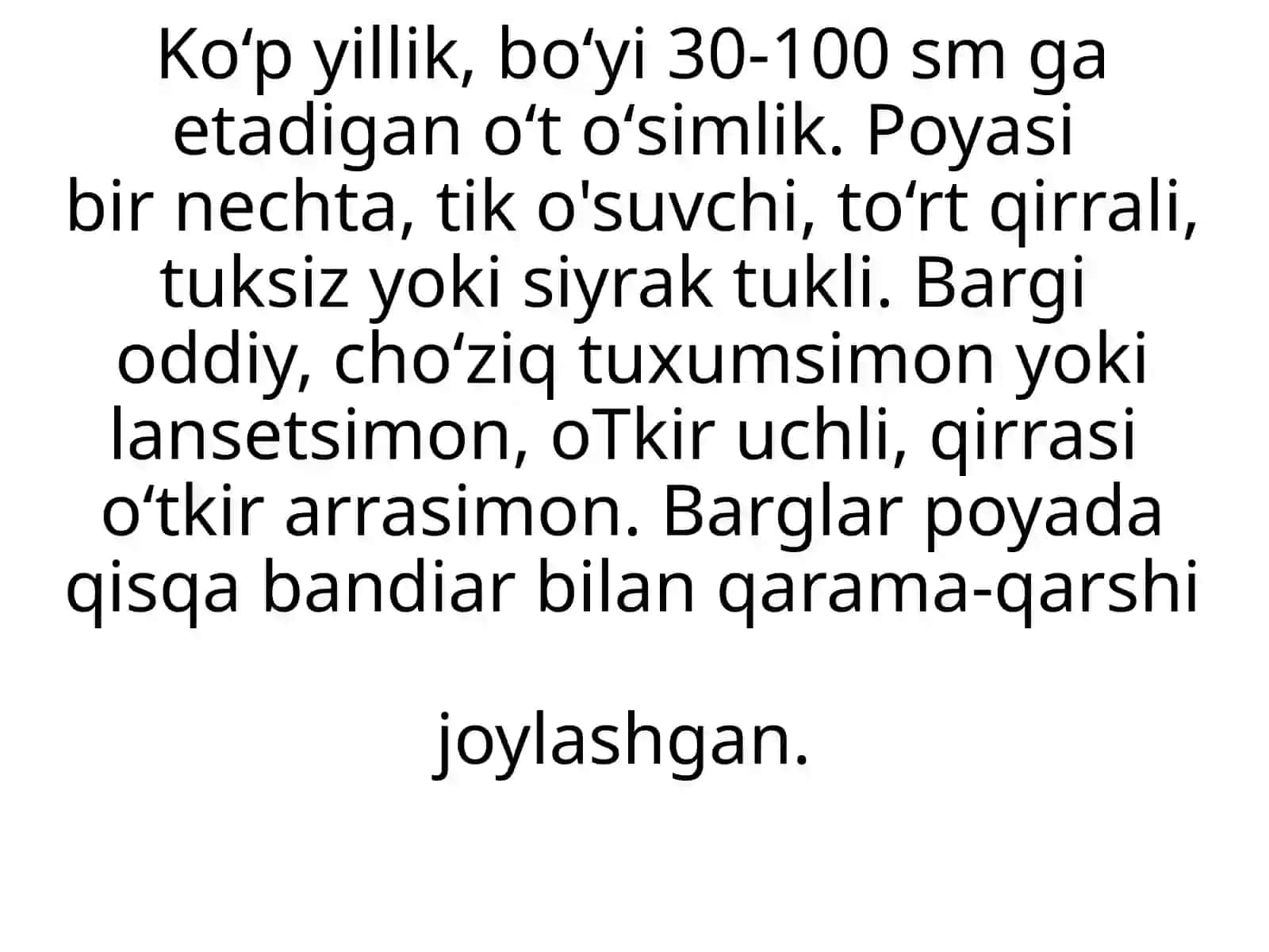 QALAMPIR YALPIZ 2