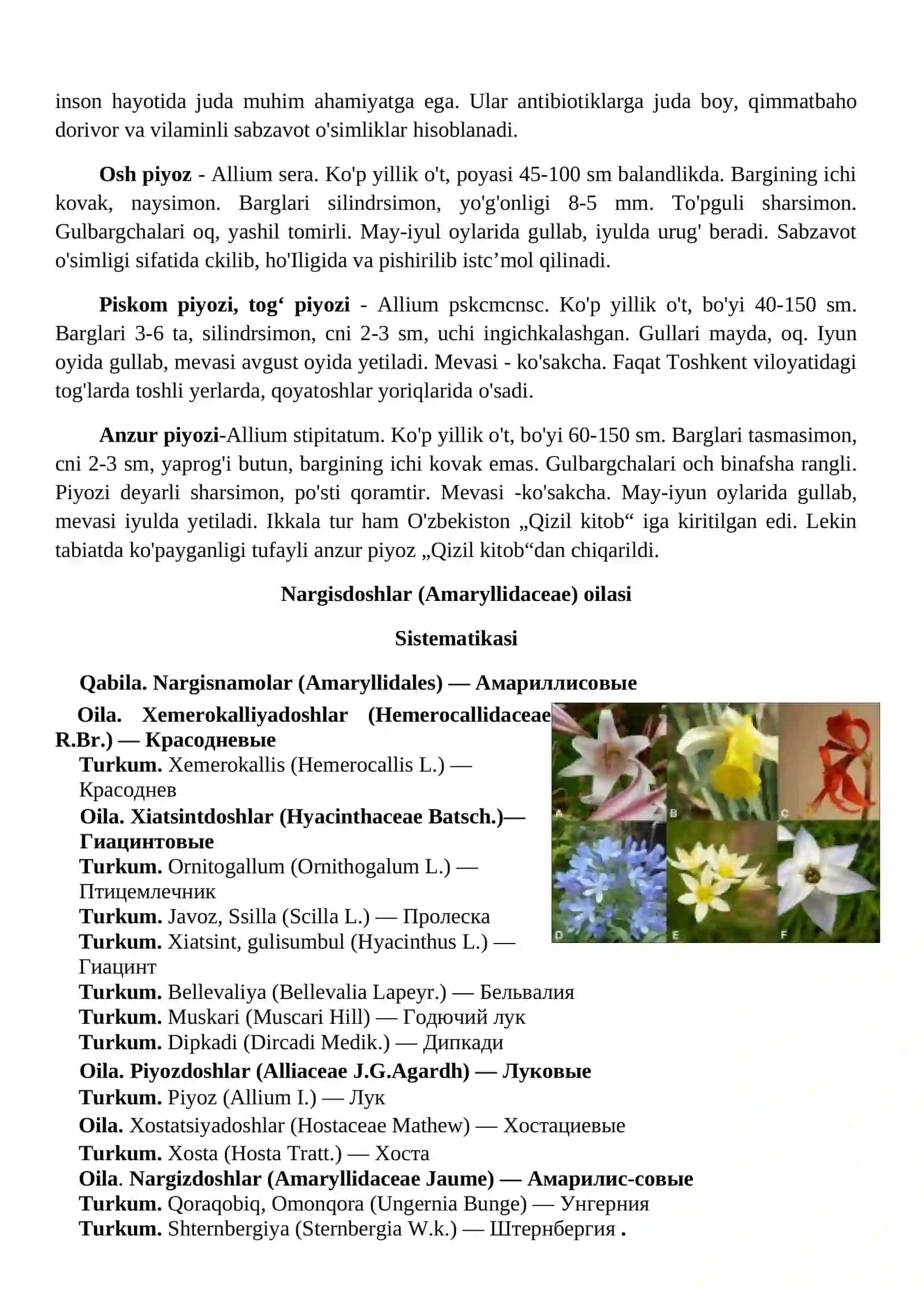 Piyozdoshlar (Alliaceae), Nargisdoshlar (Amaryllidaceae) va Gulsafsardoshlar (Iridaceae) oilasiturkumi turlari nomenklaturasini tahlili va o‘rganish qoidalari 2
