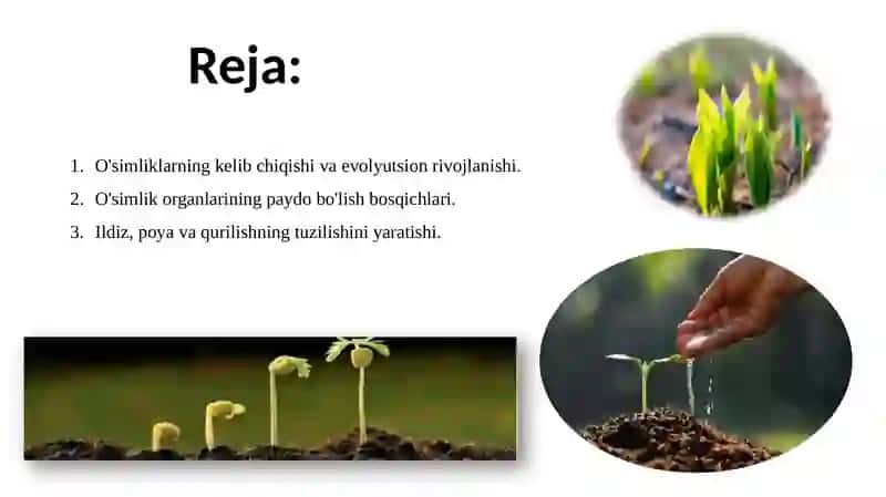 O`simliklarning kelib chiqishi va organlarning paydo bo`lishi . 2