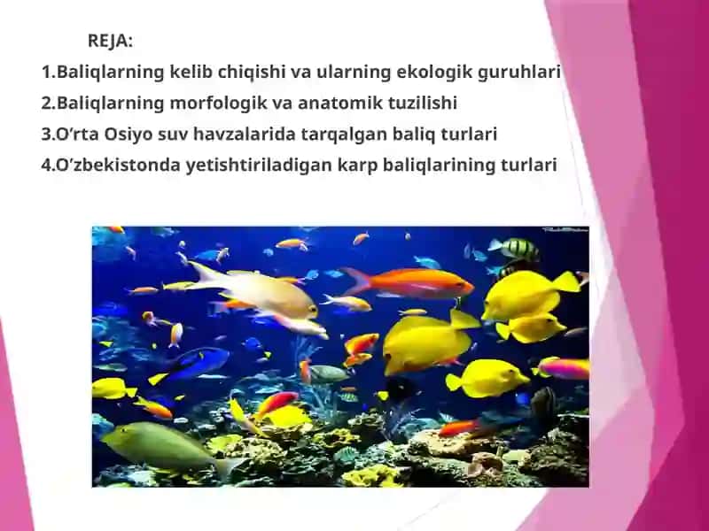 O’rta Osiyosu vazalarida ucgraydigan baliq turlari va ularning ekologik guruhlari 2
