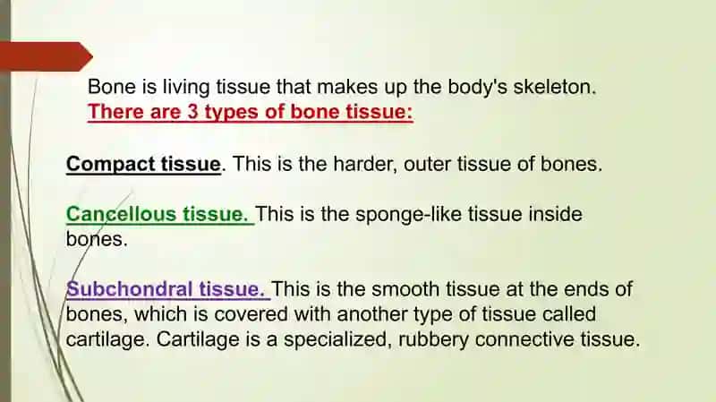 Anatomy and  physiology of bones 2