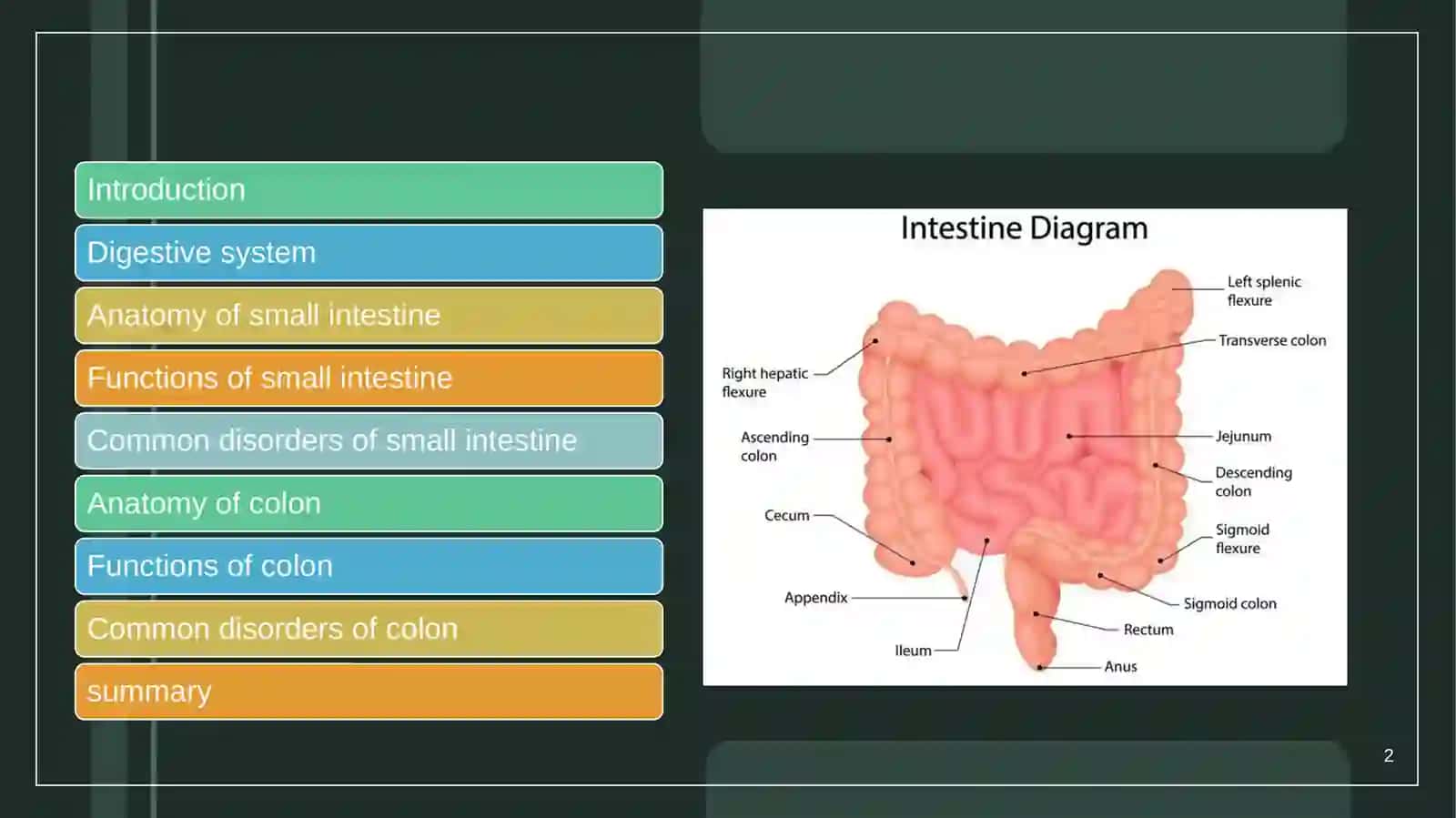 Introduction to the Digestive System 2