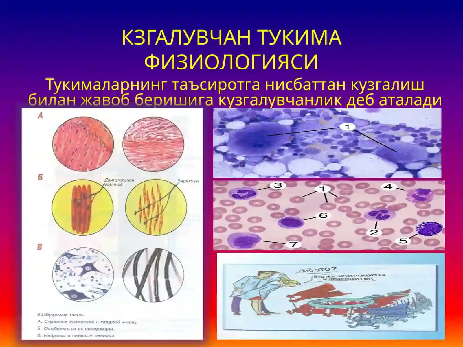 Кўзгалувчан тўқима физиологияси 2