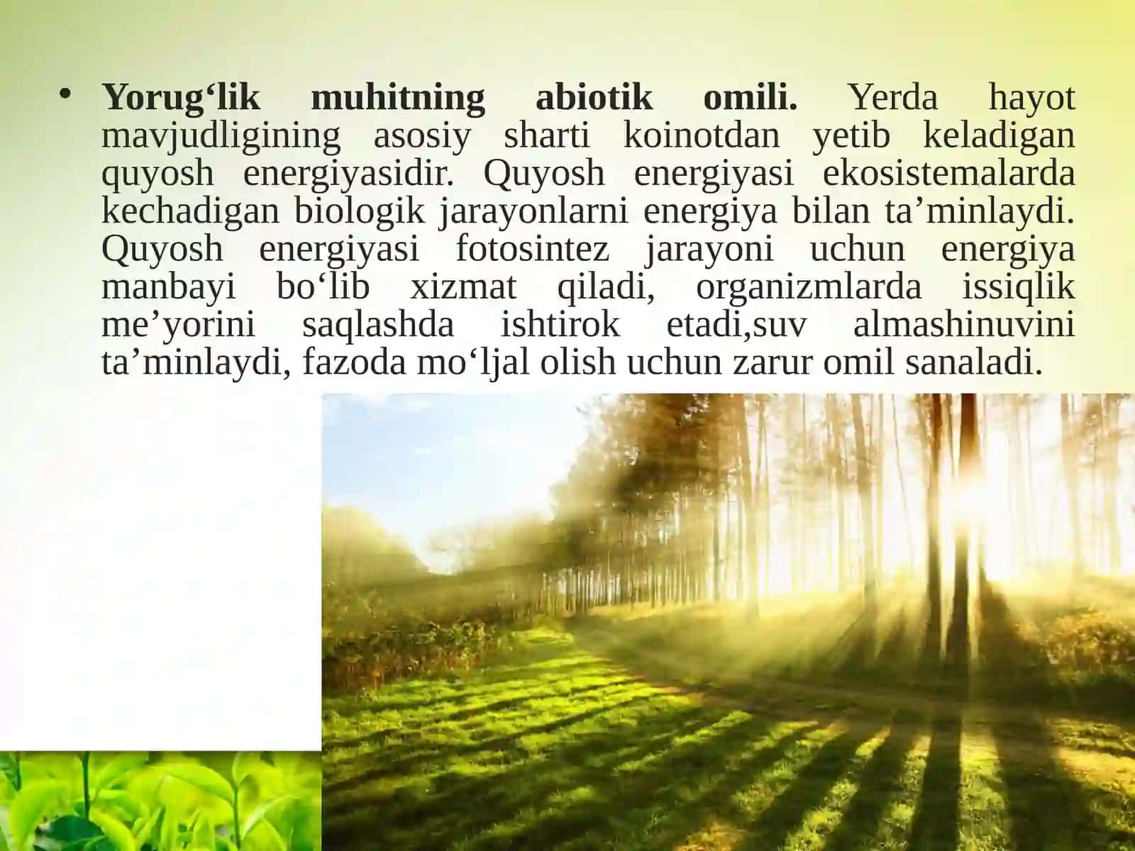 Fotosintez jarayoni va quyosh energiyasi 2