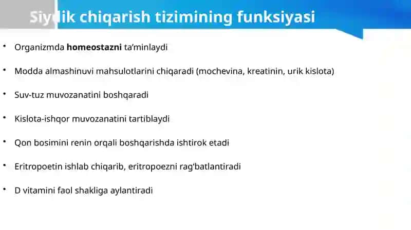 Siydik chiqarish tizimi va tanosil a’zolarning funksional va klinik anatomiyasi, yoshga oid o‘zgarishlari, rivojlanish nuqsonlari. 2