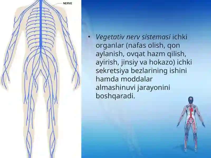 Vegetativ nerv sistemasi fiziologiyasi 2