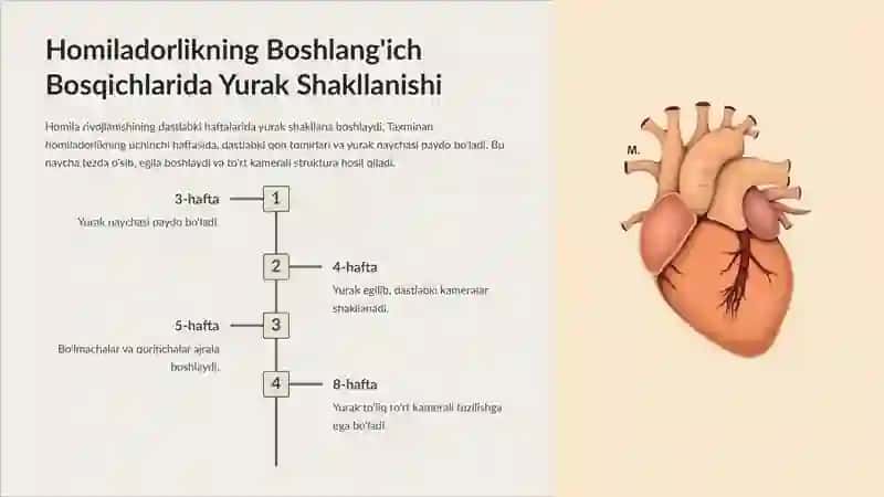 Embrional Qon Aylanishi va Yurak Rivojlanishi: Kirish 2