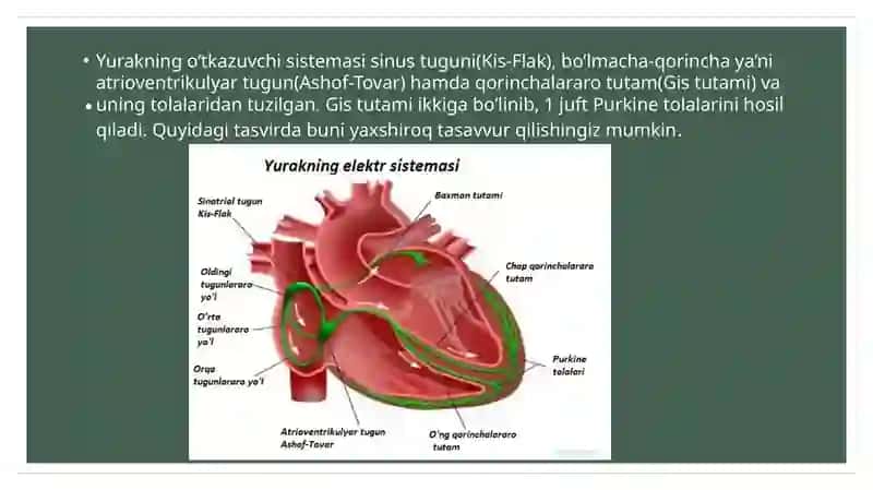 Yurakning o’tkazuvchanliktizimi 2