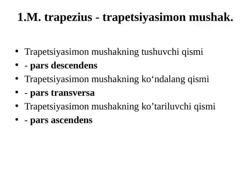 Orqanining YUZA mushaklari 2