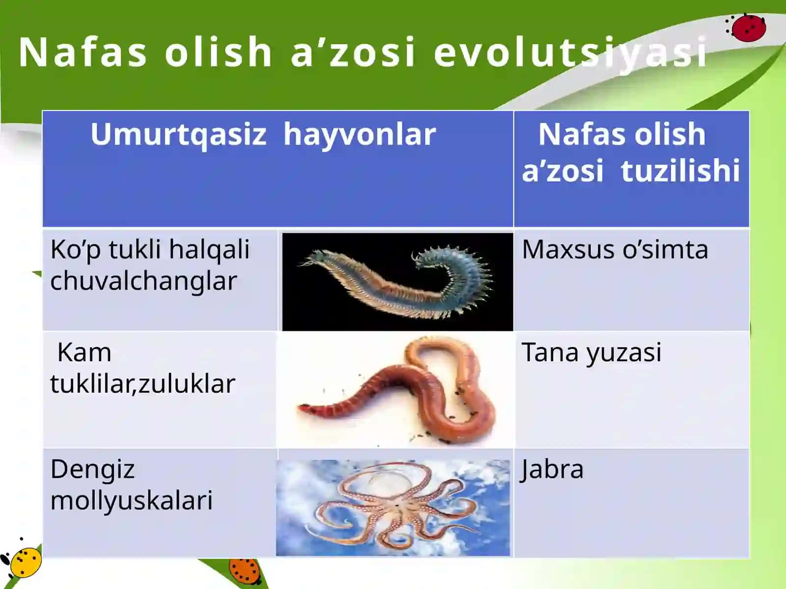 Hayvonlarning nafas olish organlari evolutsiyasi 2