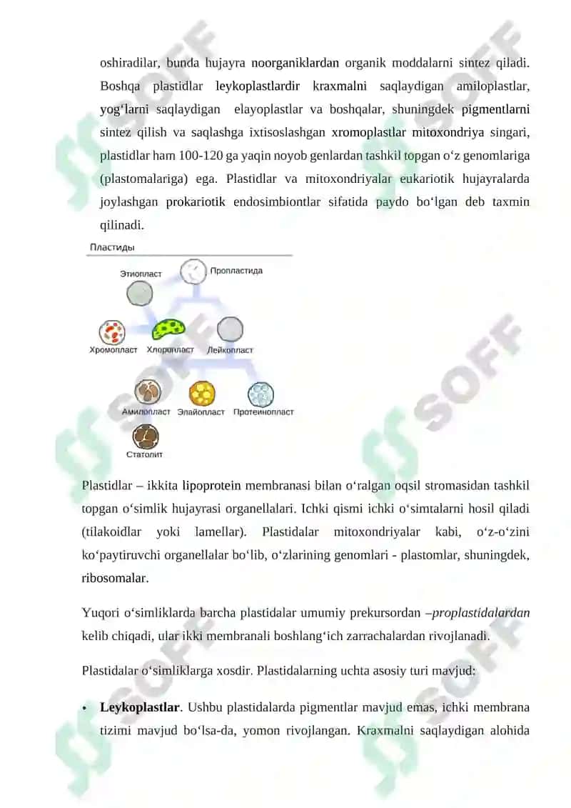 O‘simlik hujayrasi va uning tuzilishi 2