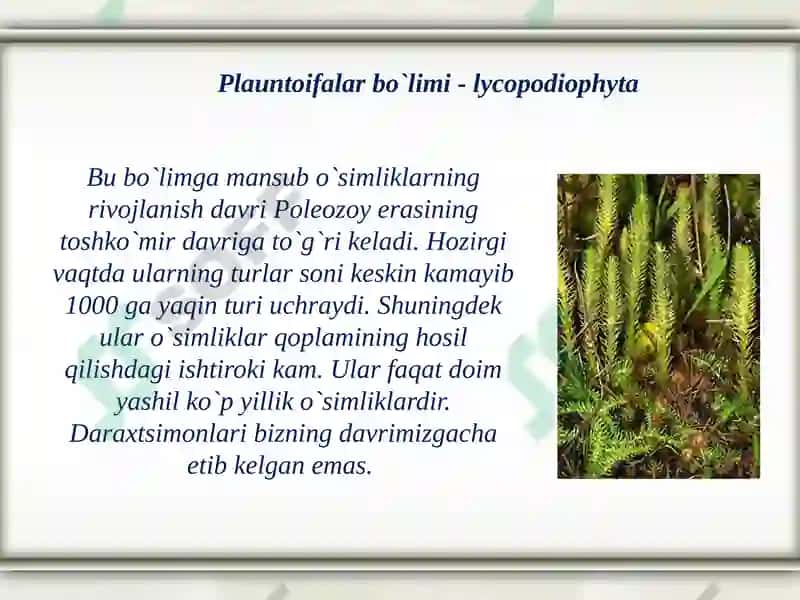 Plaunlarning tuzilishi tarqalishi va ekologiyasi.lycopodiophyta 2