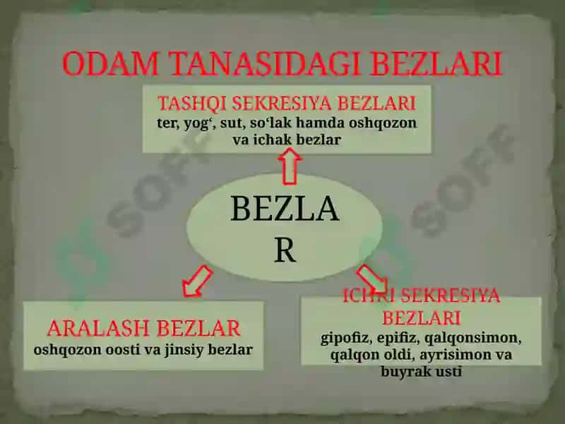 Ichkisekretsiya bezlarining yosh hususiyatlari 2