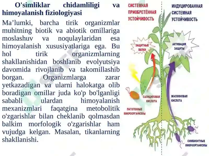O'simliklar chidamliligi va himoyalanish fiziologiyasi 2