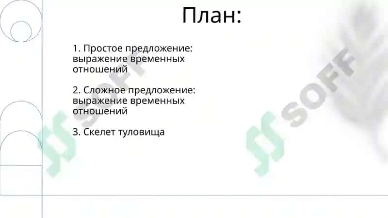 Скелет туловища 2