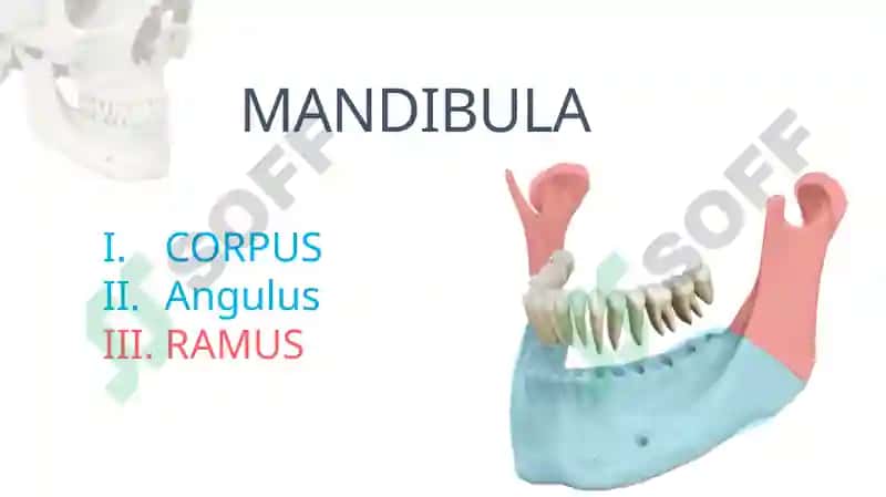 MANDIBULA 2