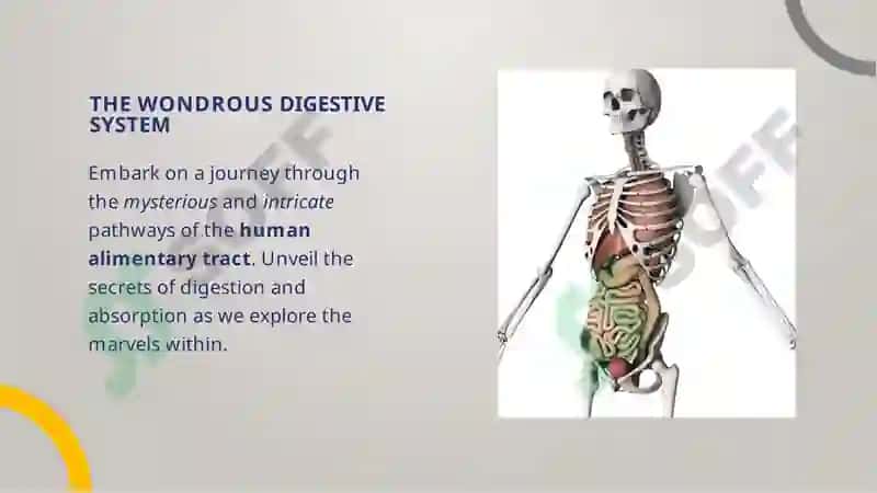 THE WONDROUS DIGESTIVE SYSTEM 2
