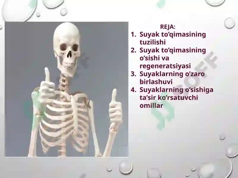 Suyakto’qimasining mineral tarkibi 2