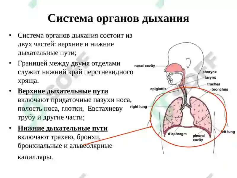 Анатомо-физиологическиеособенности органов дыхания у детей 2