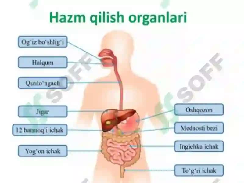 Yoshlar fiziologiyasi va gigiyena 2