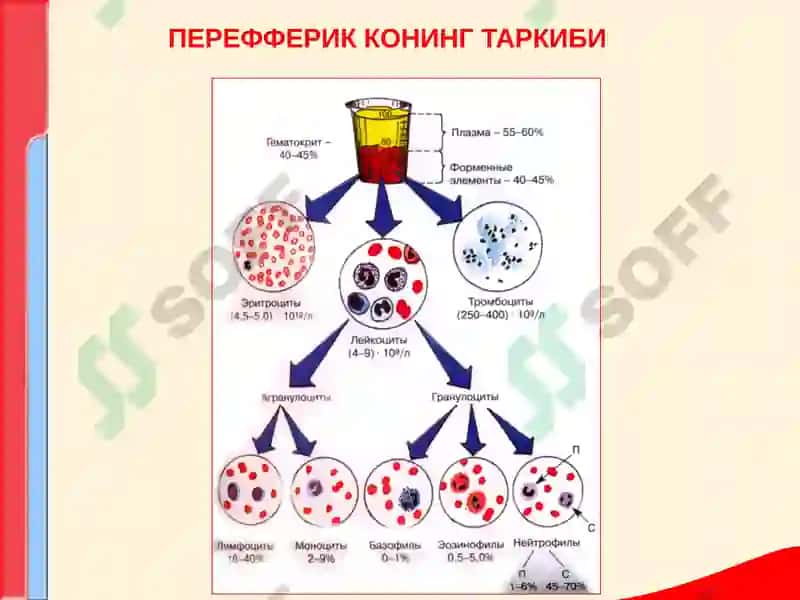 КОН ТИЗИМИ КАСАЛЛИКЛАРИ БИЛАН КАСАЛЛАНГАН БЕМОРЛАРНИ ТЕКШИРИШ 2