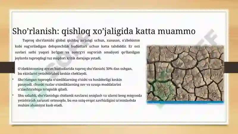 O’simliklarni sho’rlanishga chidamliligi: 5 ta madaniy o’simlik misolida shaxsiy tajriba 2