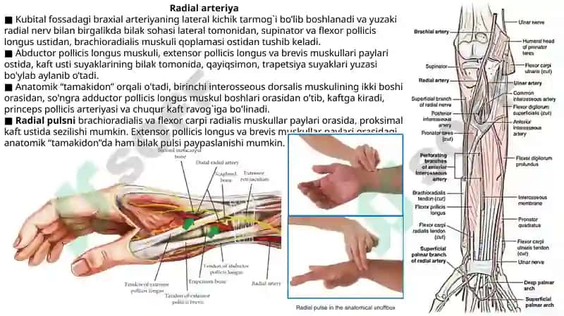 Radial arteriya, Ulnar arteriya, Qo’l venalari. 2