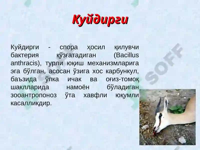Kuydirgi (Anthrax) 2