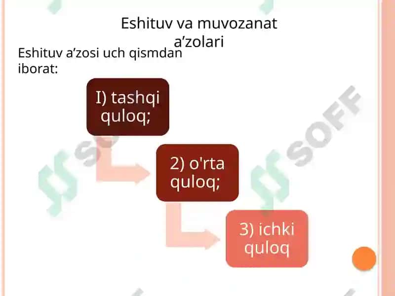 Eshituv va muvozanat a`zolari 2