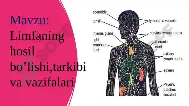 Limfaning hosil bo'lishi, tarkibi va vazifalari 2