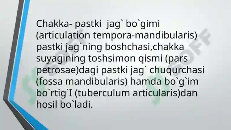 Chakka pastki jag' bo'g'iming tuzilish xususiyatlari. 2